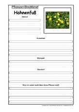 Pflanzensteckbrief-Hahnenfuß.pdf